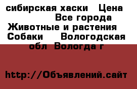 l: сибирская хаски › Цена ­ 10 000 - Все города Животные и растения » Собаки   . Вологодская обл.,Вологда г.